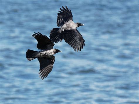 Hooded Crows in flight | BirdForum