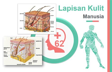 Detail Gambar Lapisan Kulit Manusia Koleksi Nomer 45