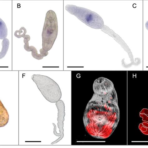 Categories Of Proteins Identified From S Mansoni Miracidia