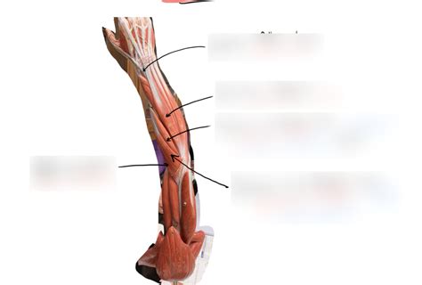 Muscles Arm Extensors Diagram Quizlet Hot Sex Picture