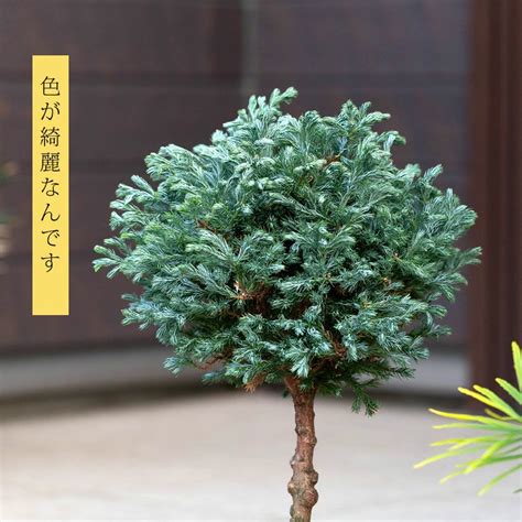 コニファー ボールバードの鉢植え｜大きくならないスタンド剪定