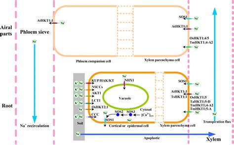 K Na Homeostasis In Higher Plants Plant Root Cells Generally