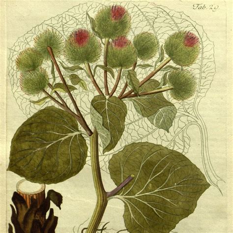 Burdock Gobo Arctium Lappa Nutritious Roots With Pleasing Mild