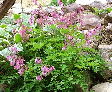 Dicentra Eximia Kallima Alpines All