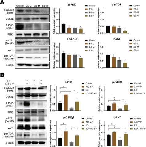 Effect of emodin on PI3K AKT mTOR and Wnt β catenin pathways A Cells