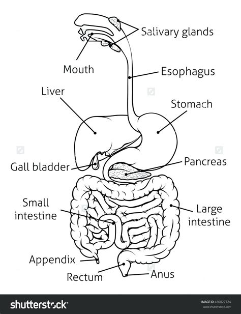 Blank Diagrams For The Digestive System Human Digestive Syst