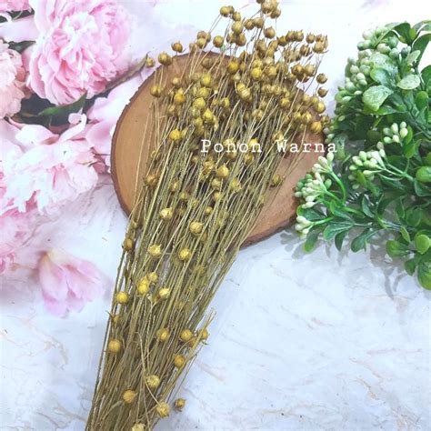 Jual ECER Bunga Kering Lino Dried Flower Lino Shopee Indonesia