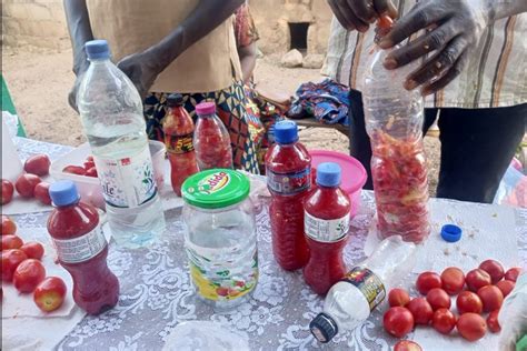 Togo la tomate ne se transforme toujours pas dans les Savanes malgré