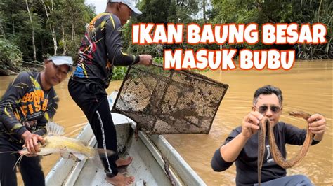 Ikan Baung Besar Masuk Bubu Youtube