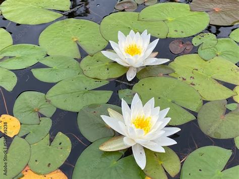 Nénuphars flottant sur l eau Deux fleurs blanches et jaunes d un