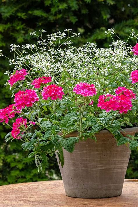 Buy EnduraScape Hot Pink Verbena FREE SHIPPING Wilson Bros Gardens 5 Pack Of Quart For Sale