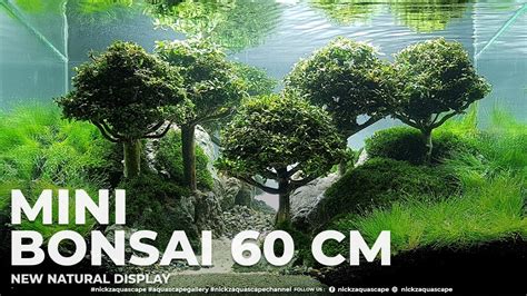 A Natural Bonsai Mini Cm Easy Build And Maintance By Nickz