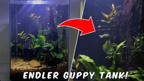 Endler Guppy Aquarium 30L No CO2 Planted Tank Low Tech YouTube