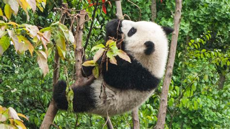 Don’t Believe the Hype: Giant Pandas Are Still Endangered • The Revelator