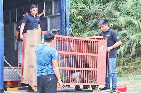 Bears Rescued From Vietnam Bile Farm As Operators Continue To Evade