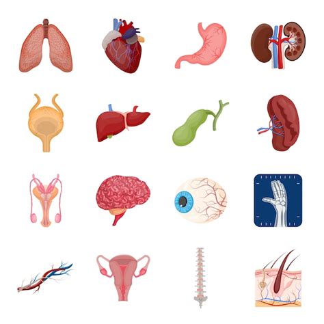 Premium Vector Internal Human Organ Cartoon Icon Set Internal Human