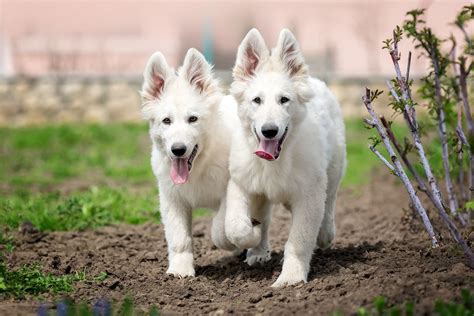 Comment Dresser Un Berger Blanc Suisse