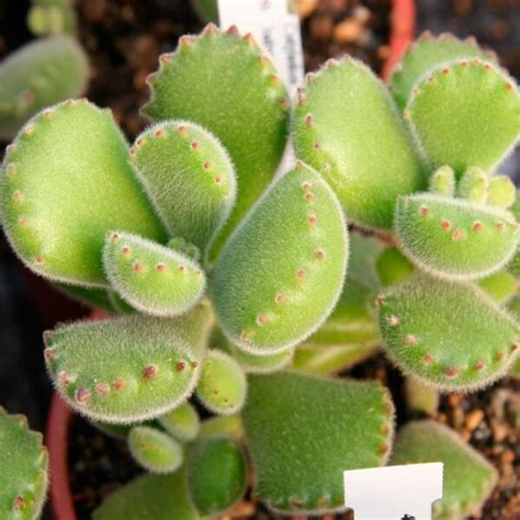 Cotyledon Tomentosa O Garrita De Oso Th Suculentas