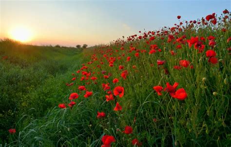 Wallpaper Greens Summer The Sky Grass The Sun Flowers Hills Maki