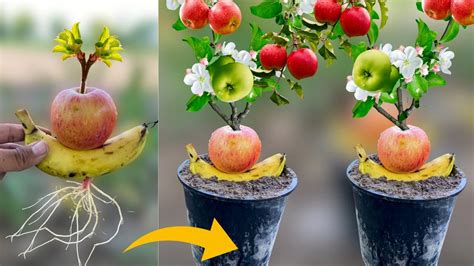 How To Grow Apple Trees From Apple Fruit In Banana Fruit Grow Apples