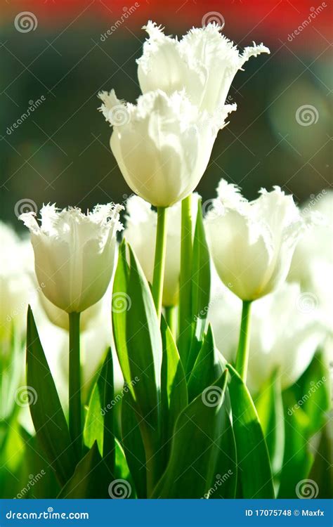 White Tulips Stock Photo Image Of Season Vivid Seasonal 17075748