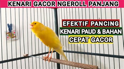 Suara Burung Kenari Gacor Panjang Cocok Buat Pancingan Kenari Paud Agar