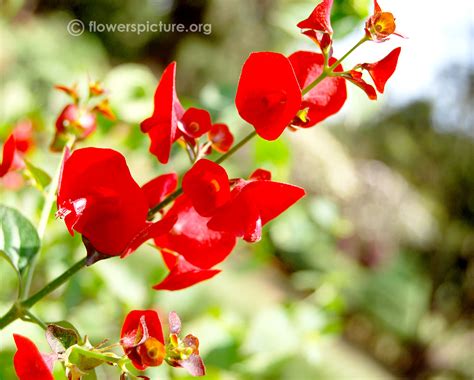 Parasol flower