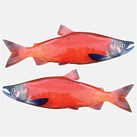 Coho Salmon Stickers 5 8 14