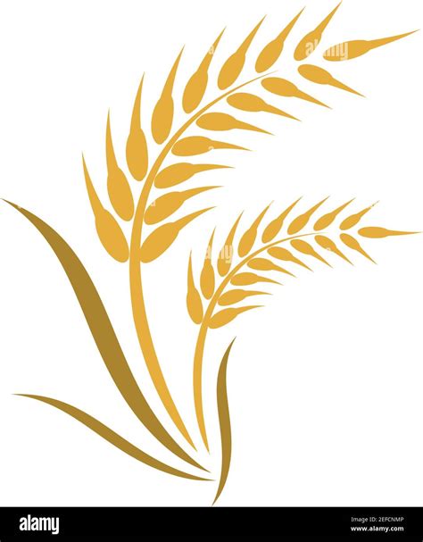 Wheat Illustration Vector