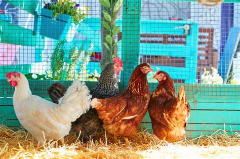 Raisons D Avoir Des Poules Dans Son Jardin