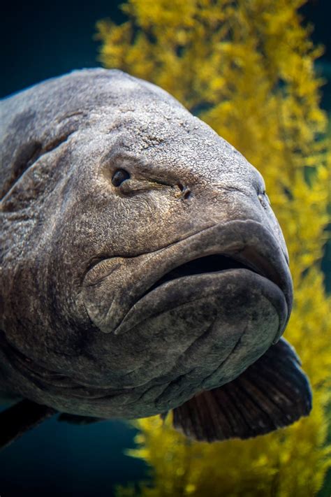 Monterey Bay Aquarium: Photo