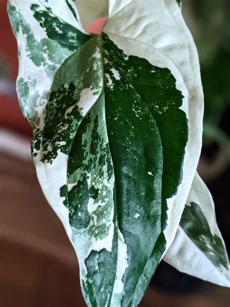 Syngonium Variegata Variagated Plante D Int Rieur Verte Blanche Mojito