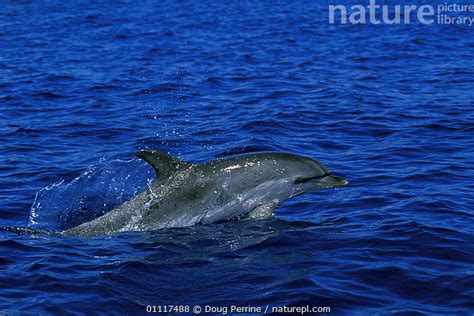 Stock Photo Of Atlantic Spotted Dolphin Surfacing Stenella Frontalis