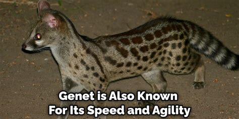 Genet Spiritual Meaning, Symbolism, and Totem | Explanation