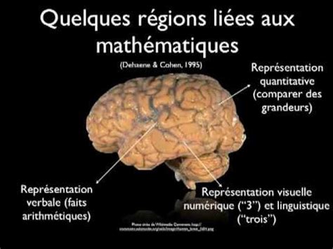 Comprendre Le Fonctionnement Du Cerveau Pour Mieux Enseigner Youtube