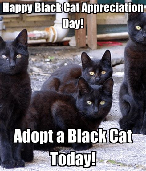 55 Funny Black Cat Memes Cute Silly Goofy Memes To Share I Discerning Cat