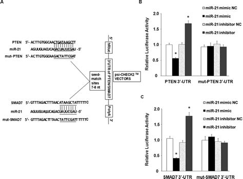 Pten And Smad Are Direct Targets Of Mir A Schematic