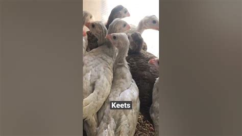 5 Week Old Guinea Fowl Keets Youtube