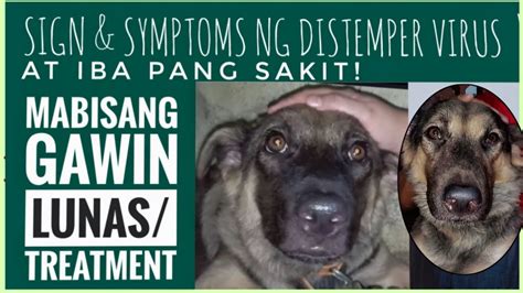 Canine Distemper Virus At Iba Pang Sakit Ng Aso Mabisang Gamot Sa