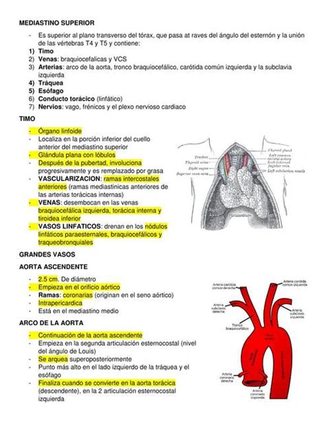 Mediastino Superior Y Grandes Vasos Guty Torres Udocz