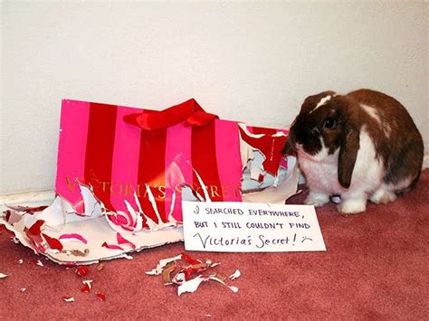 30 Mischievous Bunnies Who Have No Regrets About Taking Over Your House Artofit