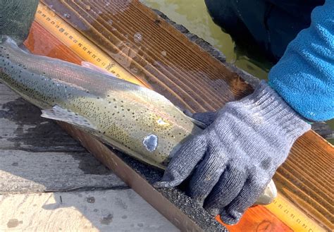 Spring Rainbow Trout Spawning Run Sampled By Dec