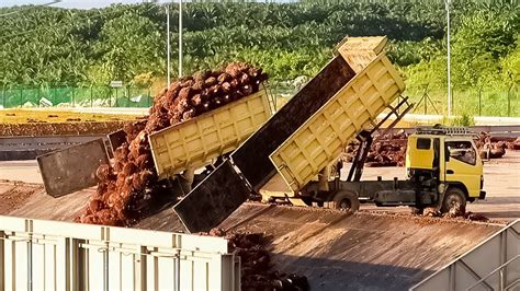 Mobil Truk Sawit Kalimantan Bongkar Muat Sawit Di Pabrik Kelapa Sawit