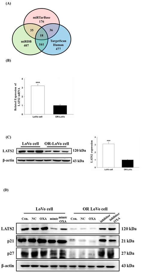 Mir 31 5p Regulates Lats2 Mrna And Protein Expression By Targeting The