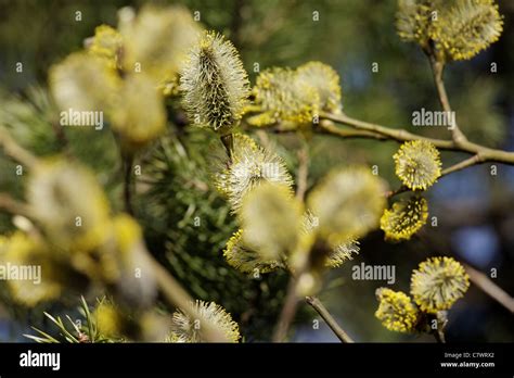 Close Up View Of The Branch With Pussies Of Pussy Willow Blurred Foreground And Background