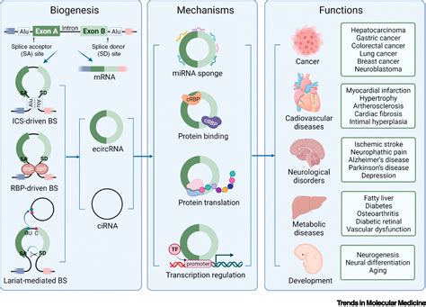 CircRNA Perspective New Strategies For RNA Therapy Trends In