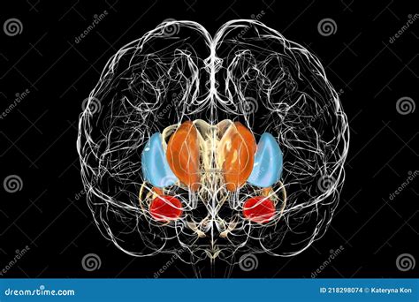 Brain Dorsal Striatum Anatomy, 3D Illustration Stock Illustration ...