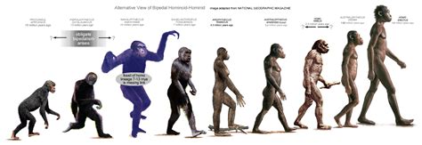 Intelligent Creation Vs Darwin S Theory Of Evolution Homo Erectus