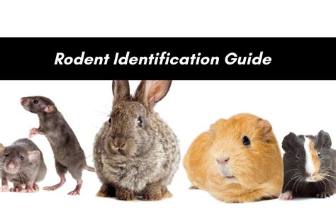 Types Of Rodents Found In North Carolina Nature Blog Network