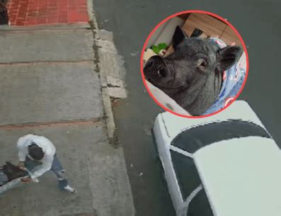 Video Secuestraron A Charly El Minipig De Una Familia Bogotana Que